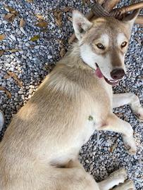 Husky di 1 anno e mezzo