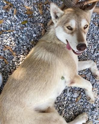 Husky di 1 anno e mezzo