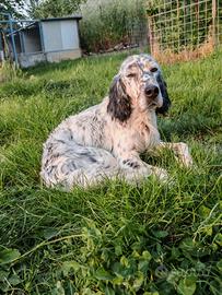 Setter inglese