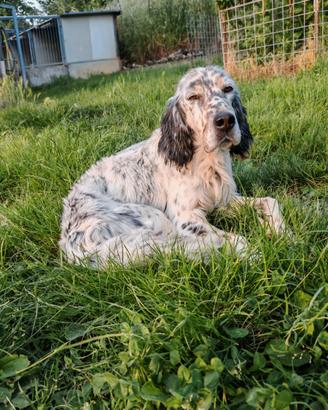 Setter inglese