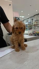 Cucciola