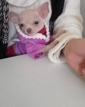 Chihuahua mini
