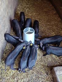 Suinetti maialini maiali suini