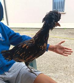 gallina padovana 
