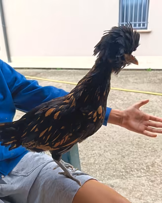 gallina padovana 