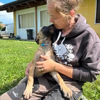 Cuccioli Pastore belga malinois