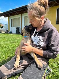 Cuccioli Pastore belga malinois