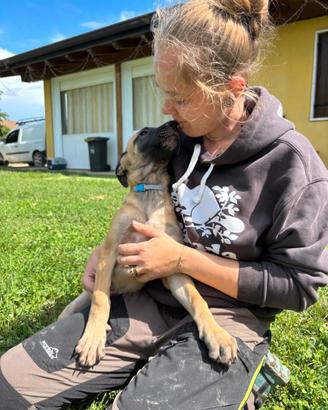 Cuccioli Pastore belga malinois