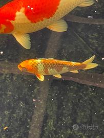 Carpe koi