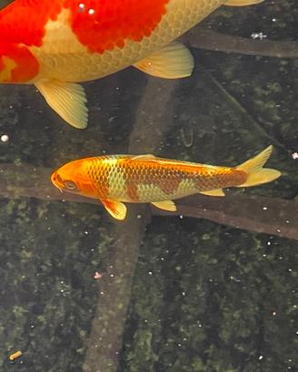 Carpe koi