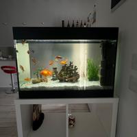 Acquario 80 litri completo con accessori