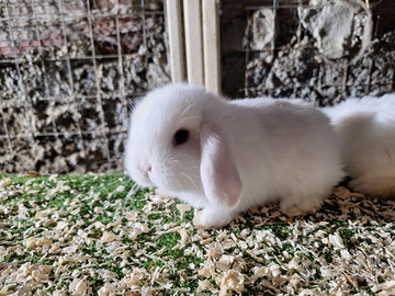 Conigli nani Minilop