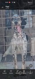 Setter inghese