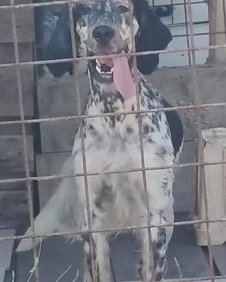 Setter inghese