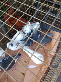 Piccioni viaggiatori