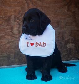 Cuccioli Labrador Retriever