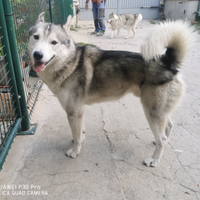 Siberian Husky disponibile per monta