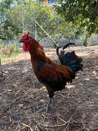 Gallo cornuta di Caltanissetta