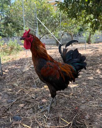 Gallo cornuta di Caltanissetta