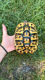 Coppia Testudo Hermanni Femmine riproduttive
