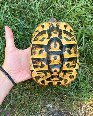 Coppia Testudo Hermanni Femmine riproduttive