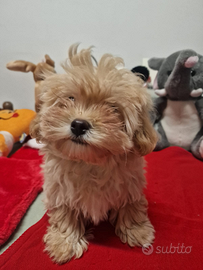 Maltipoo cuccioli