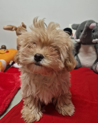 Maltipoo cuccioli