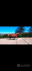 Cavallo