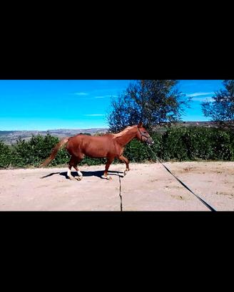Cavallo