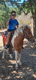 cavallo/ pony