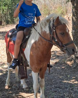 cavallo/ pony
