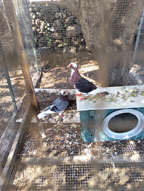 Colombe viaggiatori di razza