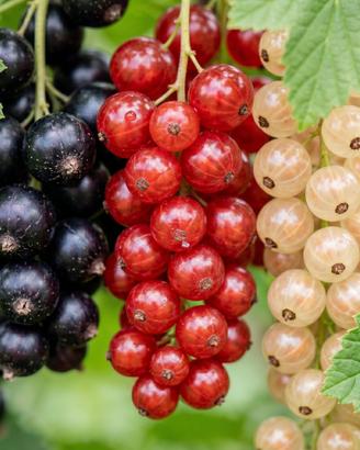 4 Piante di Frutti della salute , Buonissimi