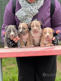 American pitbull terrier