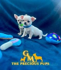 Cuccioli chihuahua