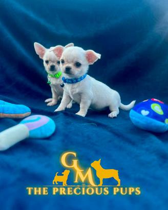 Cuccioli chihuahua