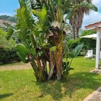 pianta Strelitzia Nicolai