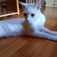 Gattino bianco occhi azzurri 8 mesi