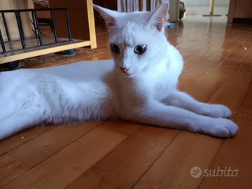 Gattino bianco occhi azzurri 8 mesi