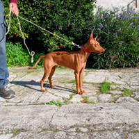 Cucciolona di cirneco dell'etna