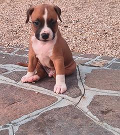 Cuccioli di Amstaff