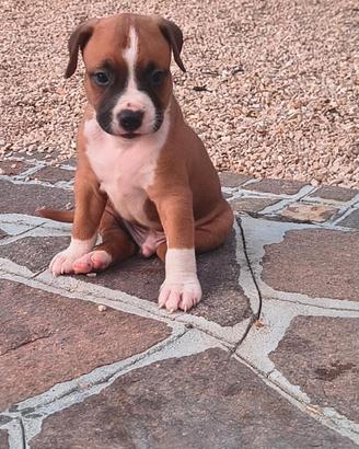 Cuccioli di Amstaff