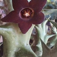 Pianta Caralluma hesperidum syn. Orbea decaisneana