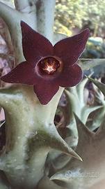Pianta Caralluma hesperidum syn. Orbea decaisneana