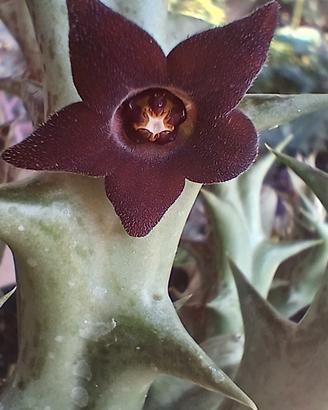 Pianta Caralluma hesperidum syn. Orbea decaisneana