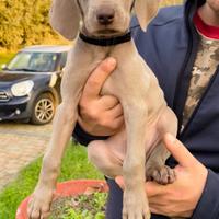 Cuccioli di Weimaraner