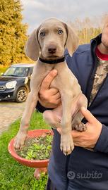 Cuccioli di Weimaraner