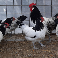 Lakenfelder ceppo tedesco