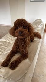 Barboncino red disponibile per monta