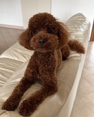 Barboncino red disponibile per monta